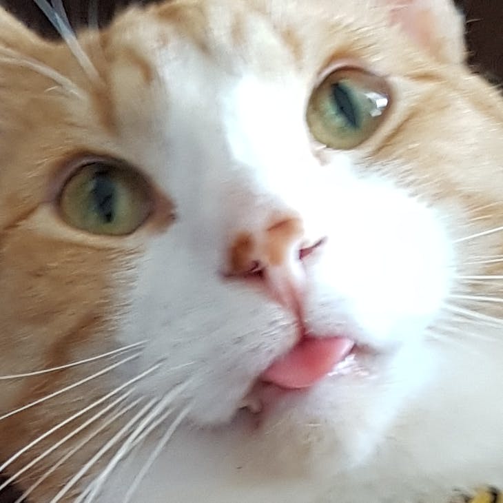 user avatar image for ChaosT