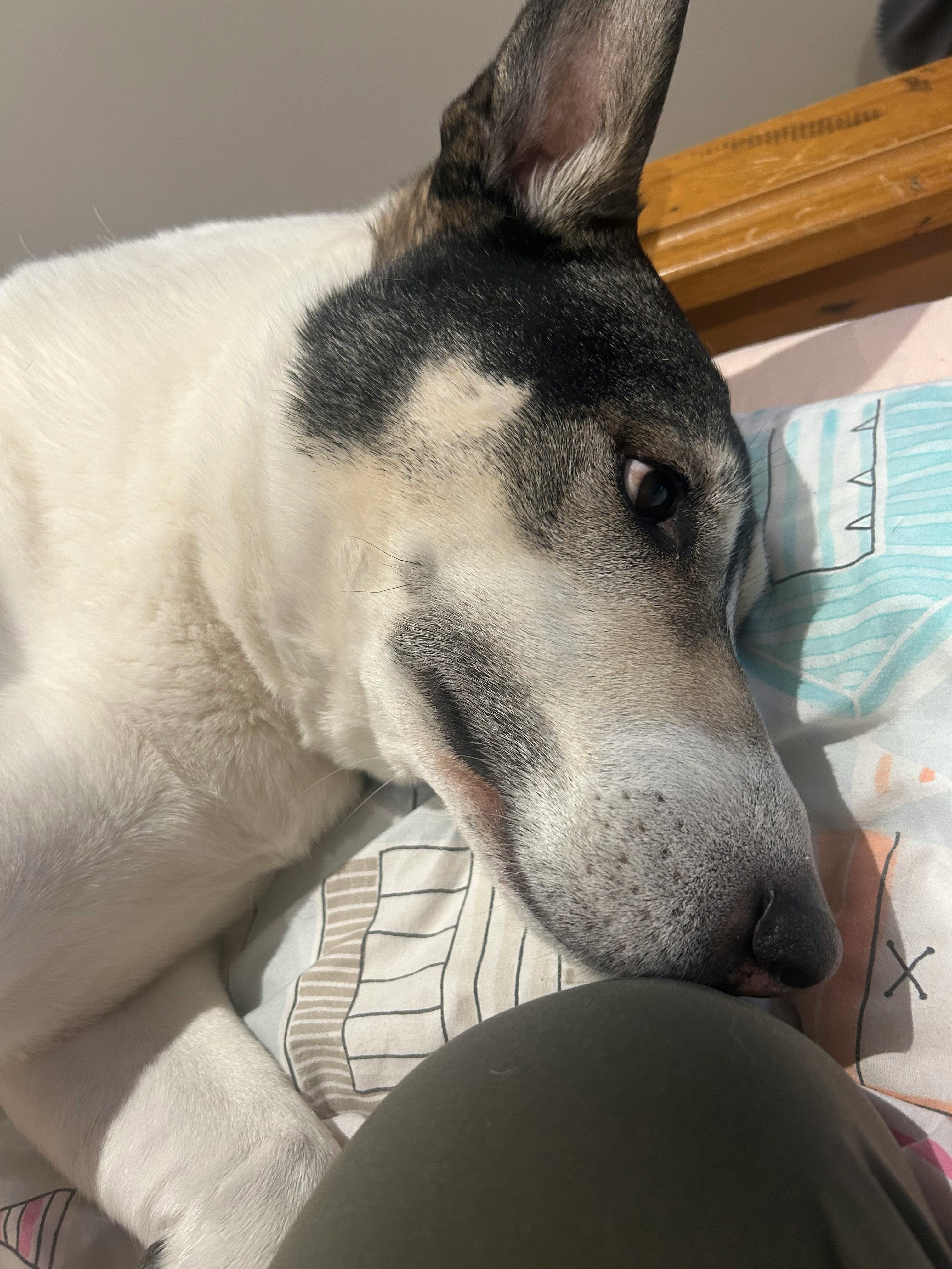 user avatar image for Chellum