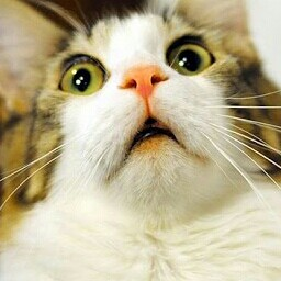 user avatar image for Tsuun