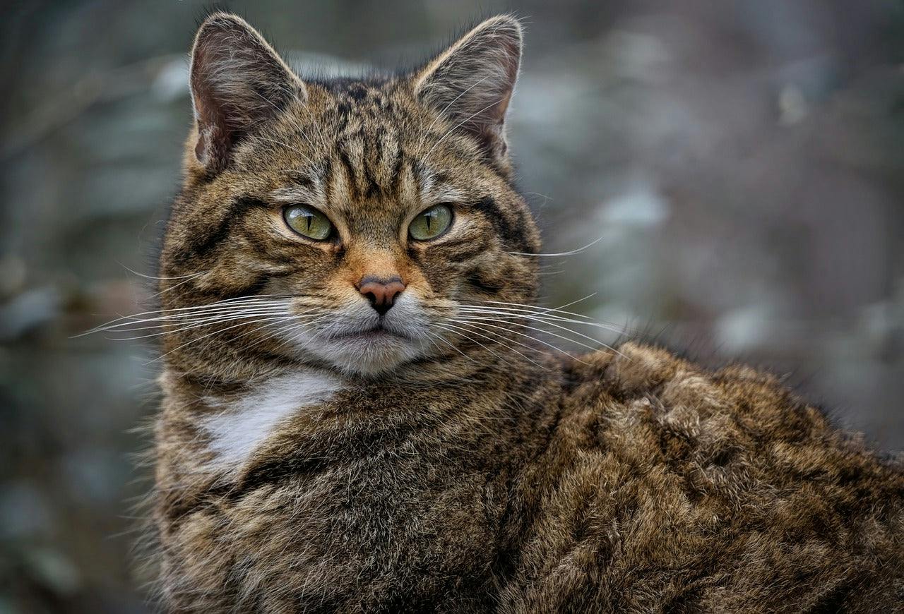 Scottish Wild Cat