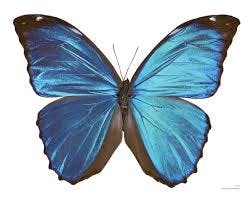Blue Morpho Butterfly