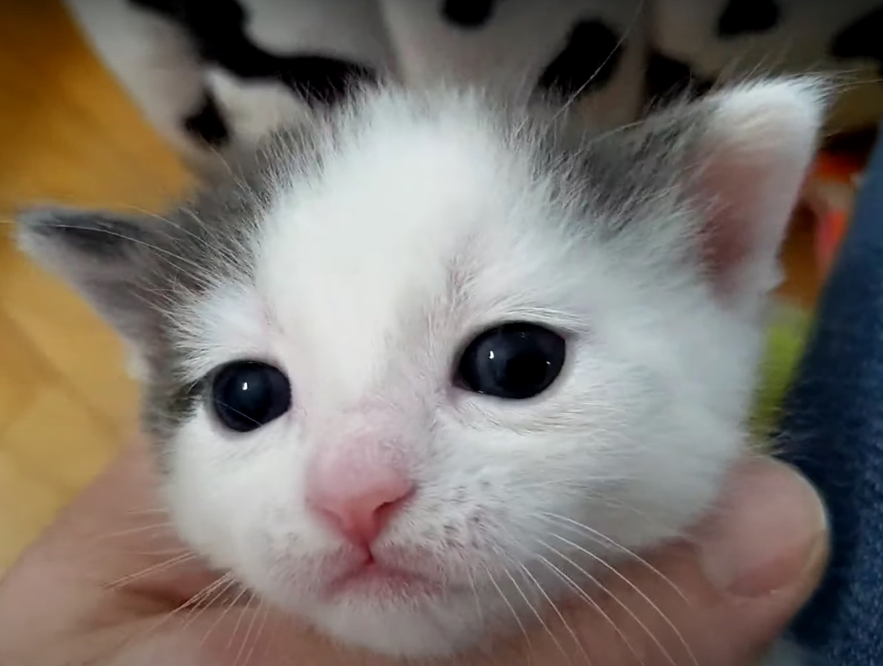 user avatar image for tofu