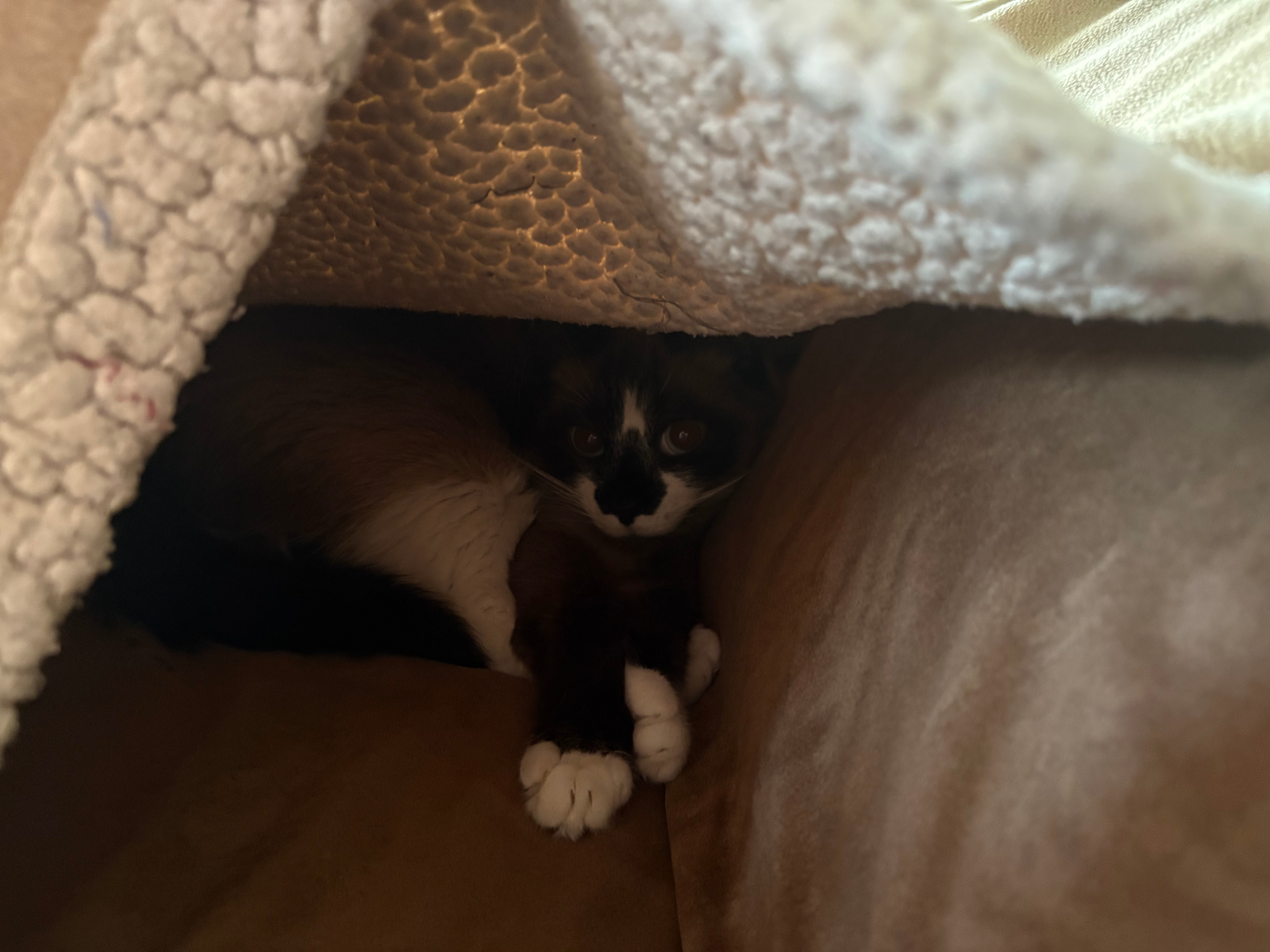 user avatar image for Coby Wolf