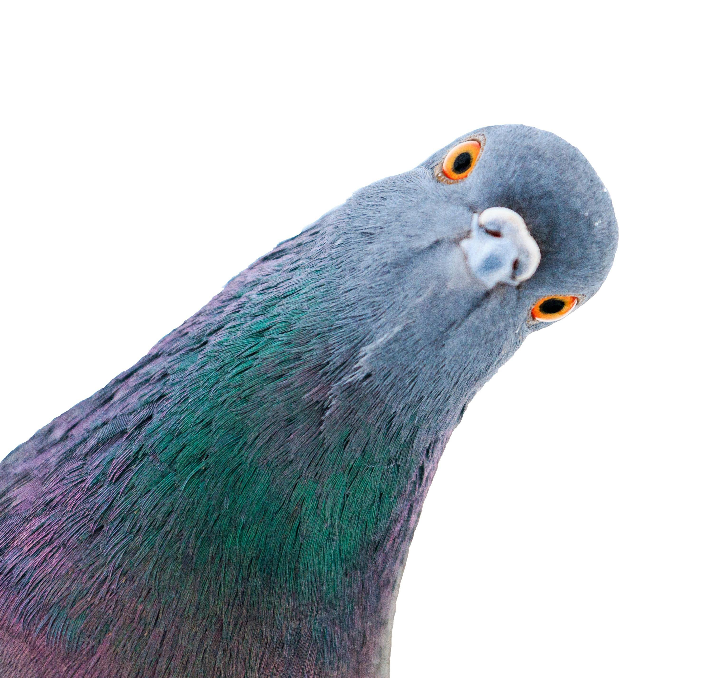 user avatar image for Pidge