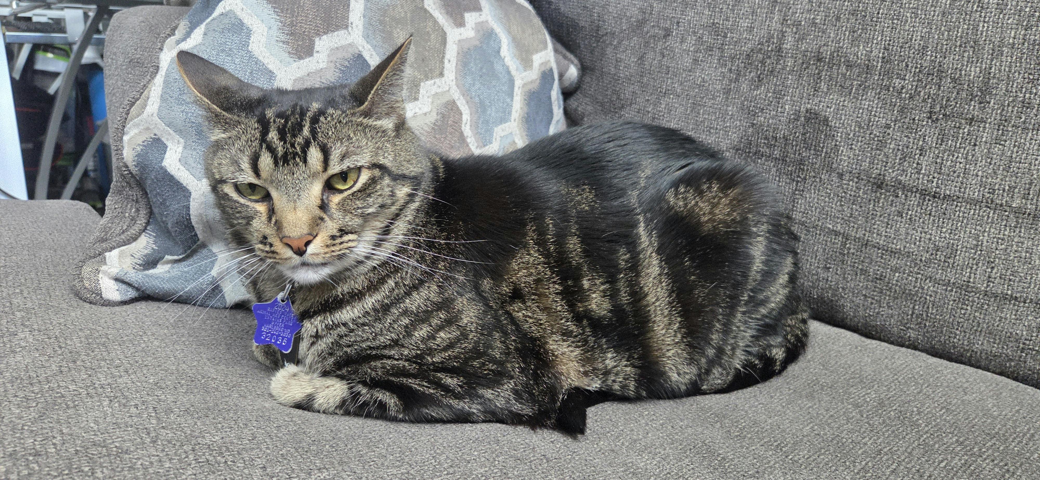 Picture of a very photogenic black, brown, and white domestic shorthair cat sitting on a couch.