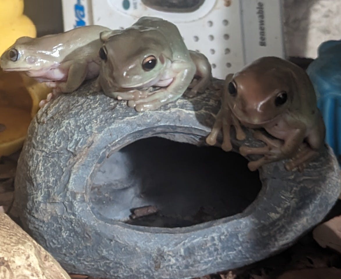 user avatar image for Dalvenja