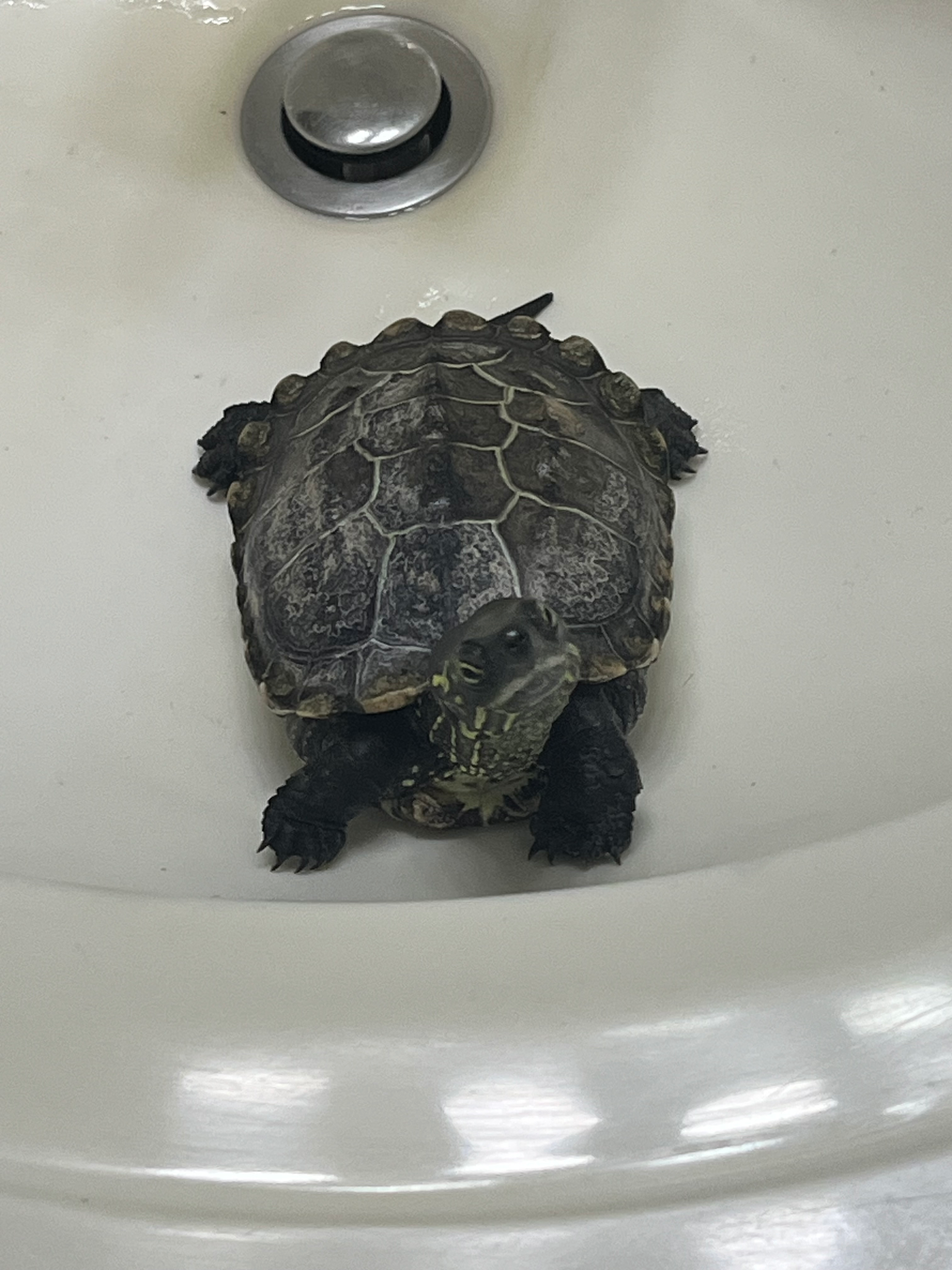 user avatar image for Bob_RatQueenz