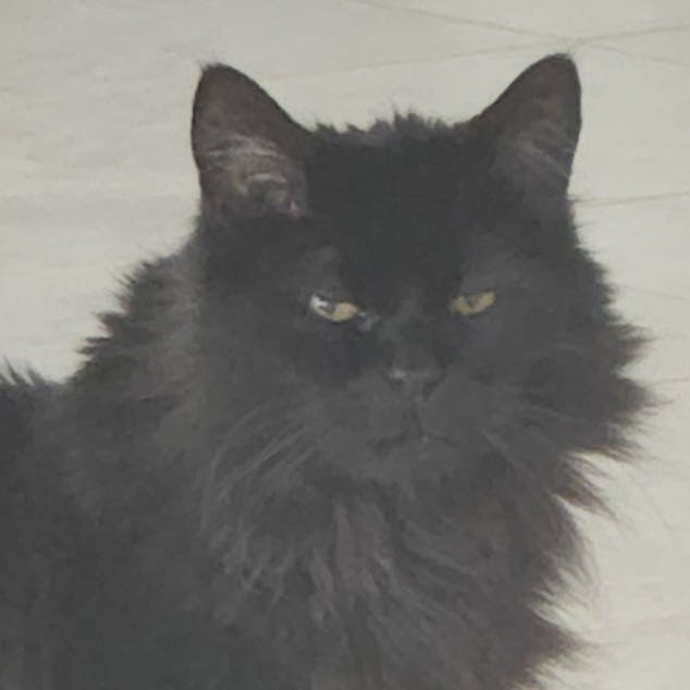 user avatar image for Ash Forrest