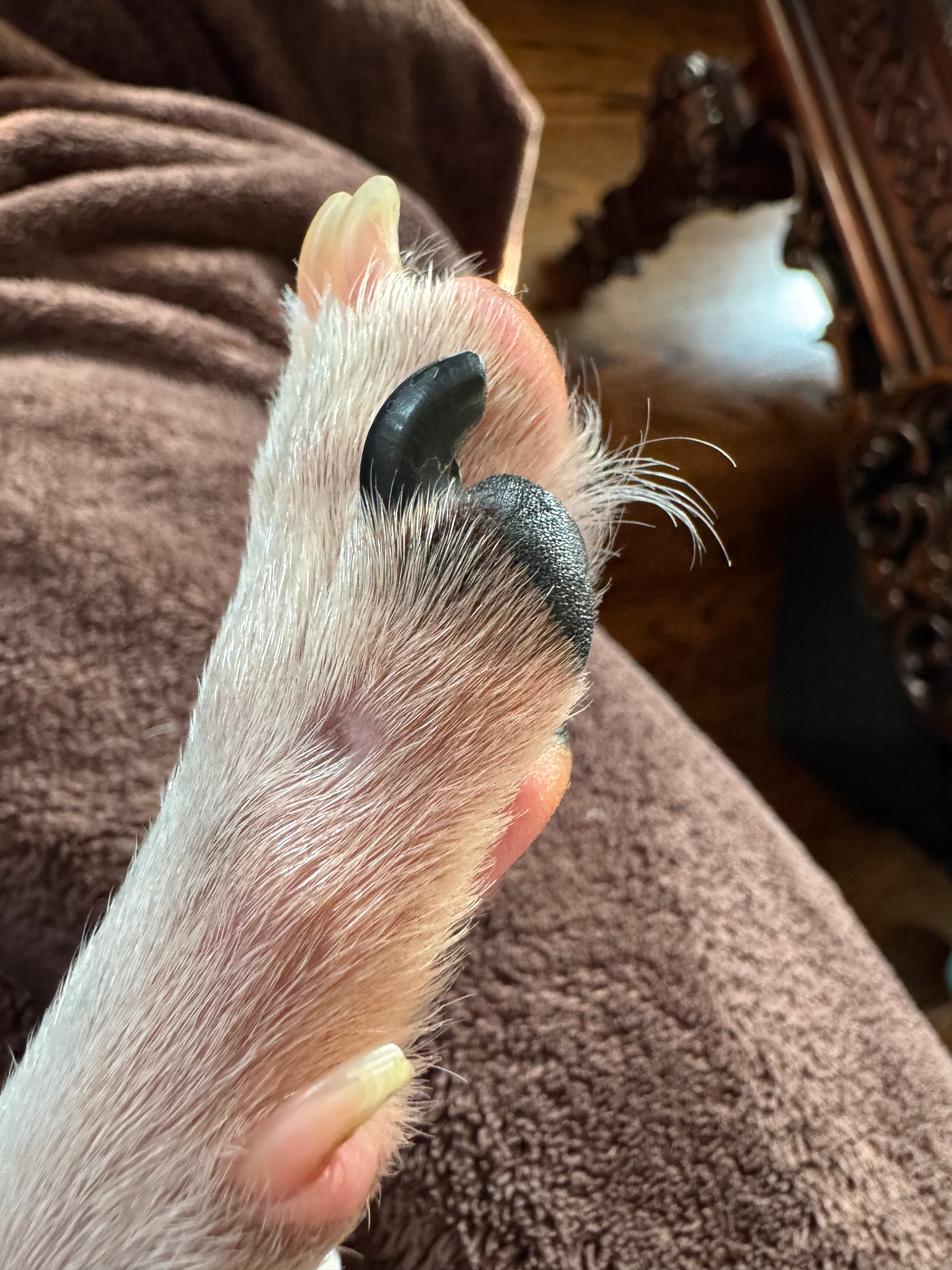 user avatar image for Elanus