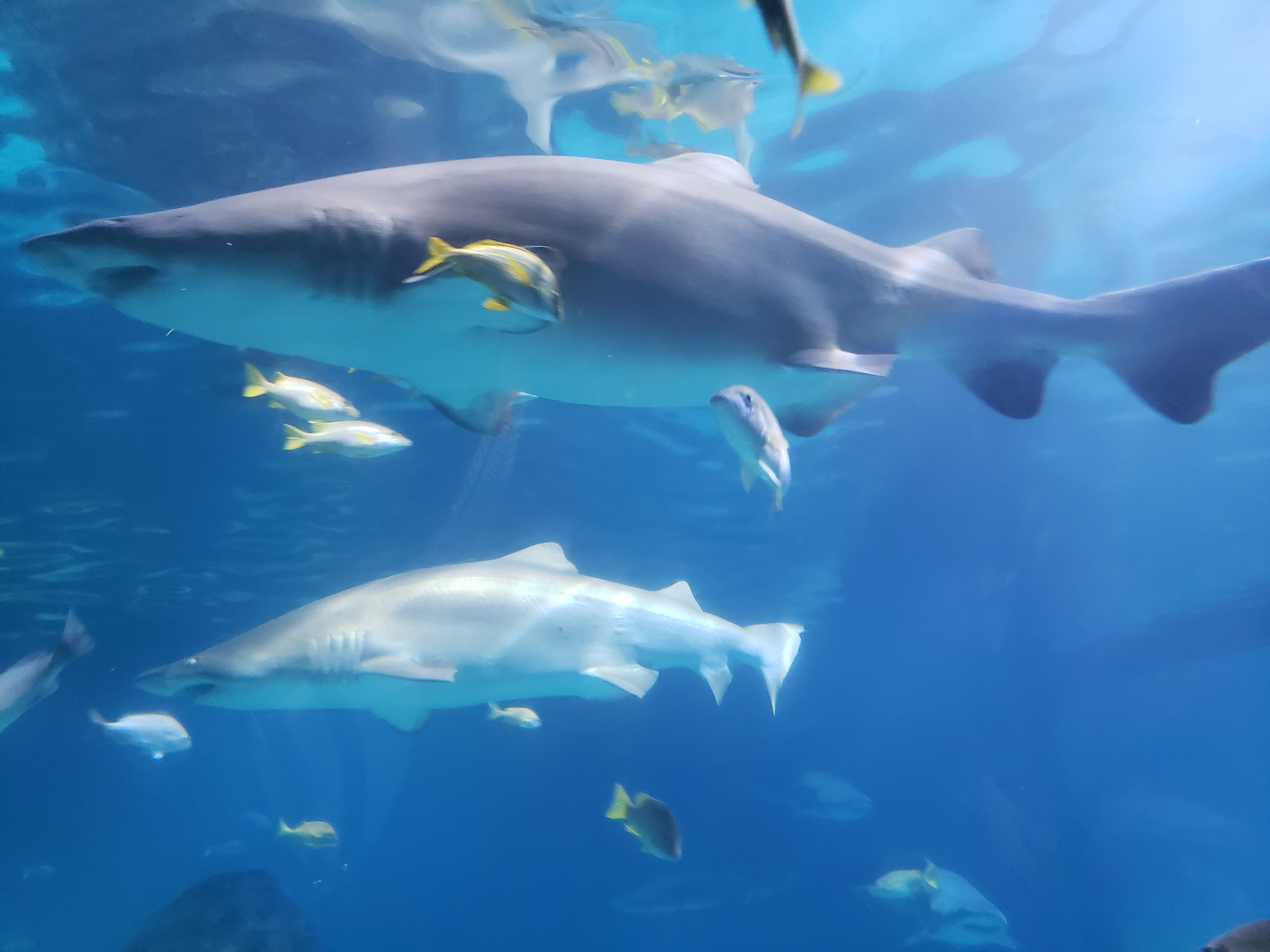 user avatar image for Alacirque