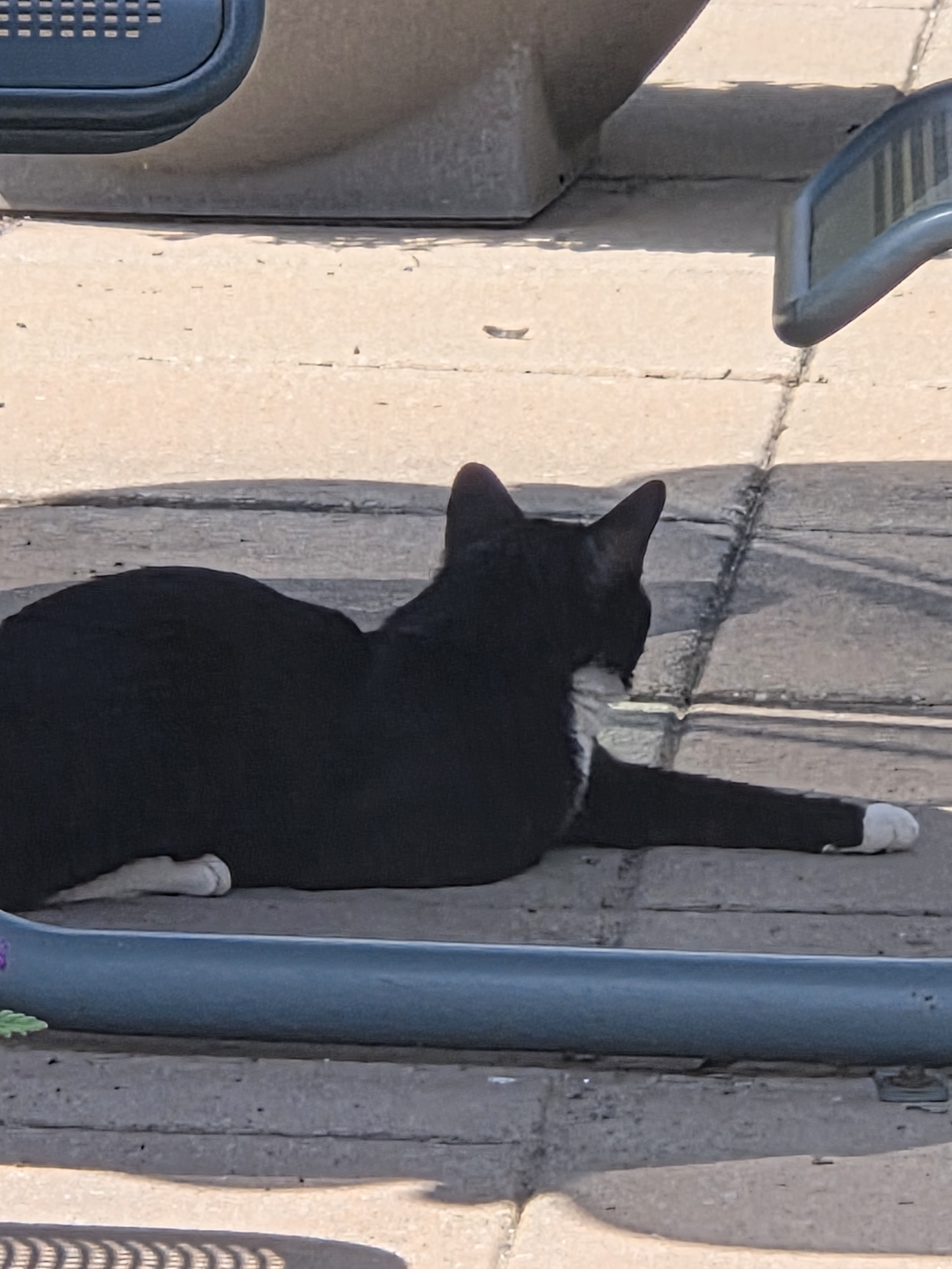 user avatar image for Catticus Finch