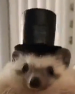 user avatar image for Palafox