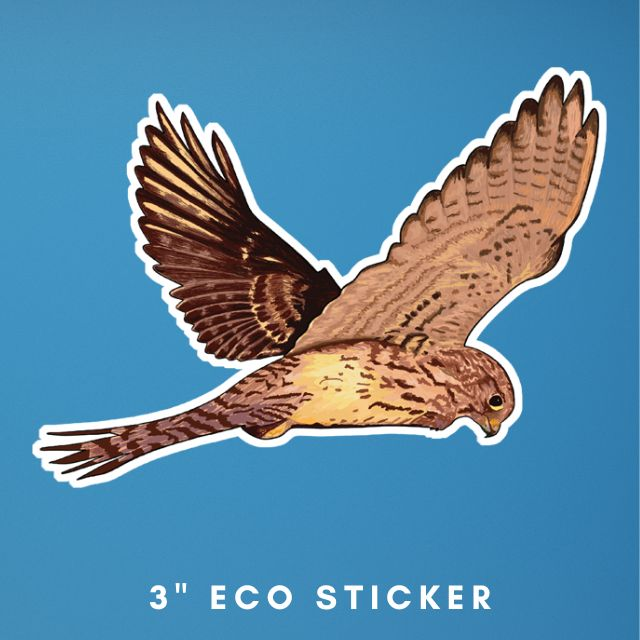 a mock up of a 3 inch eco sticker of a hovering flying female kestrel bird, made from an illustration by Loadofolbobbins. The sticker is a cut out to match the shape of the bird.