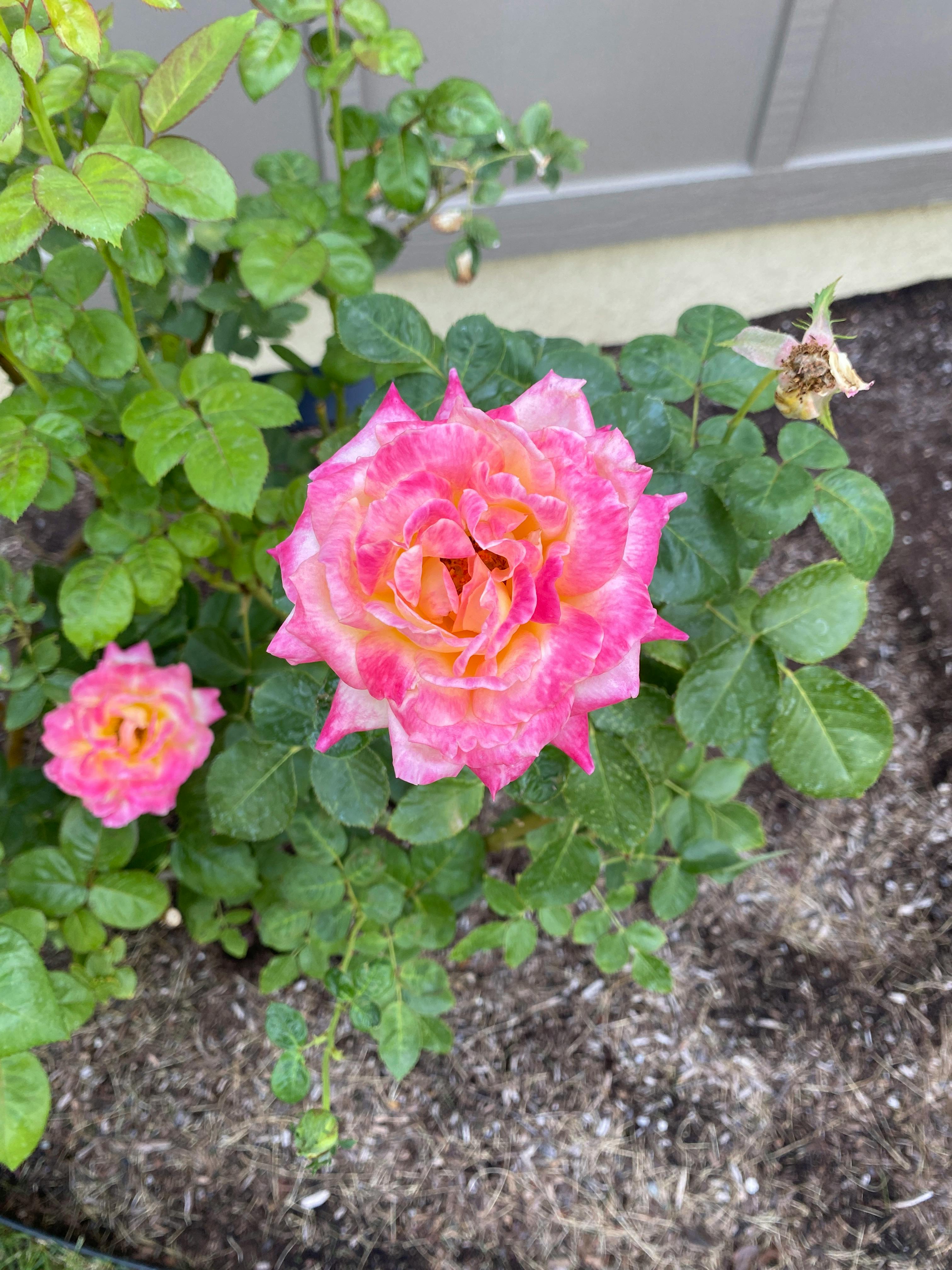 user avatar image for Ginger 