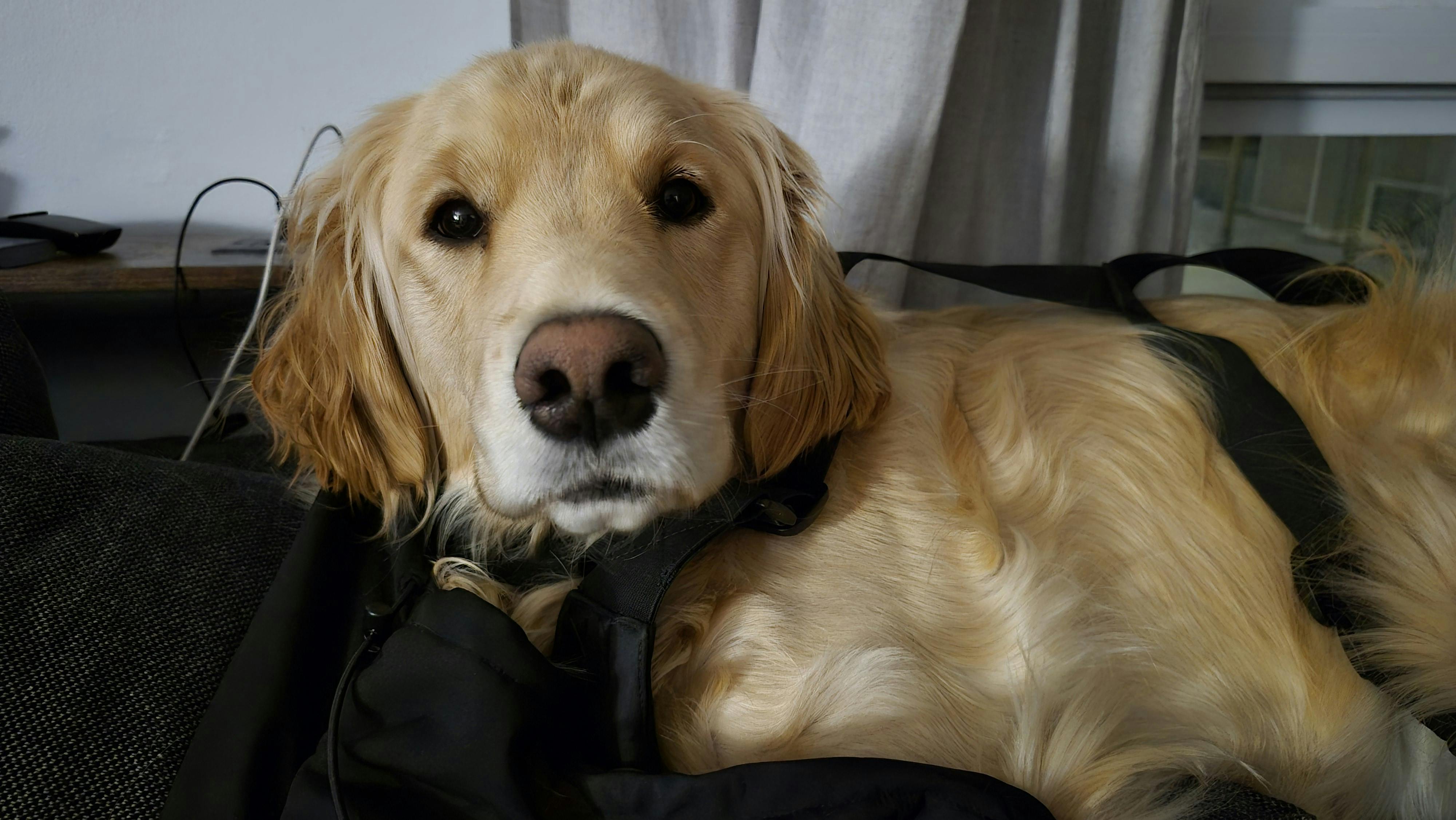 user avatar image for Kiroain