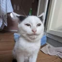 user avatar image for SaintPepsi