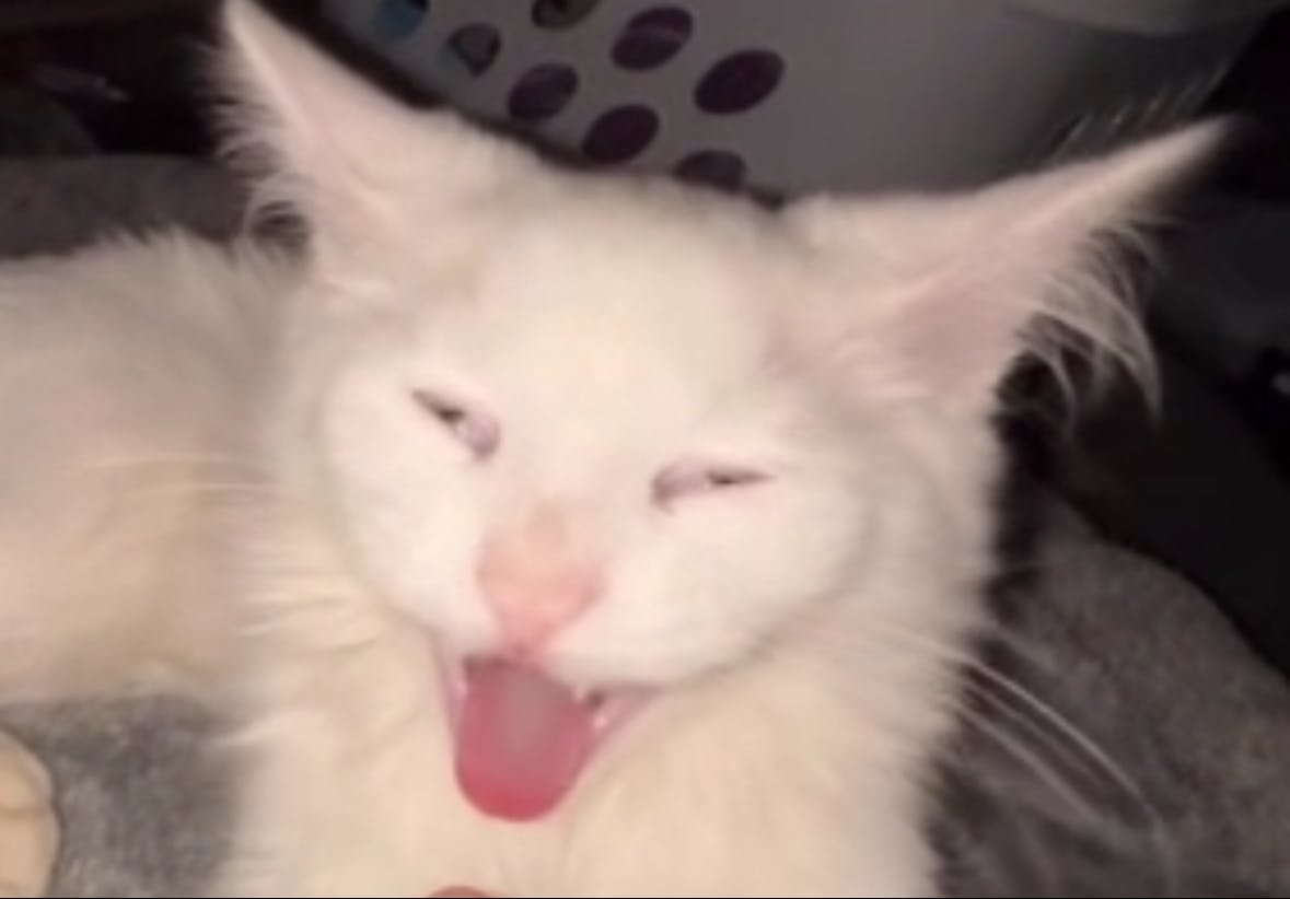 user avatar image for Olive_Cherry!