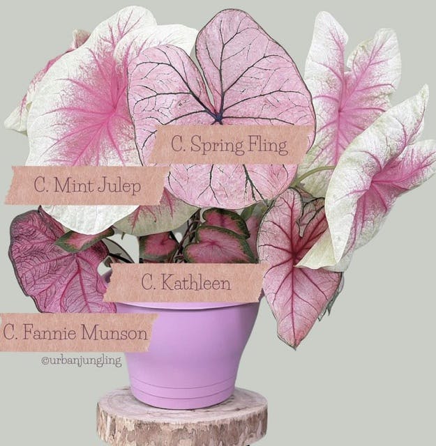 user avatar image for Vmplvr