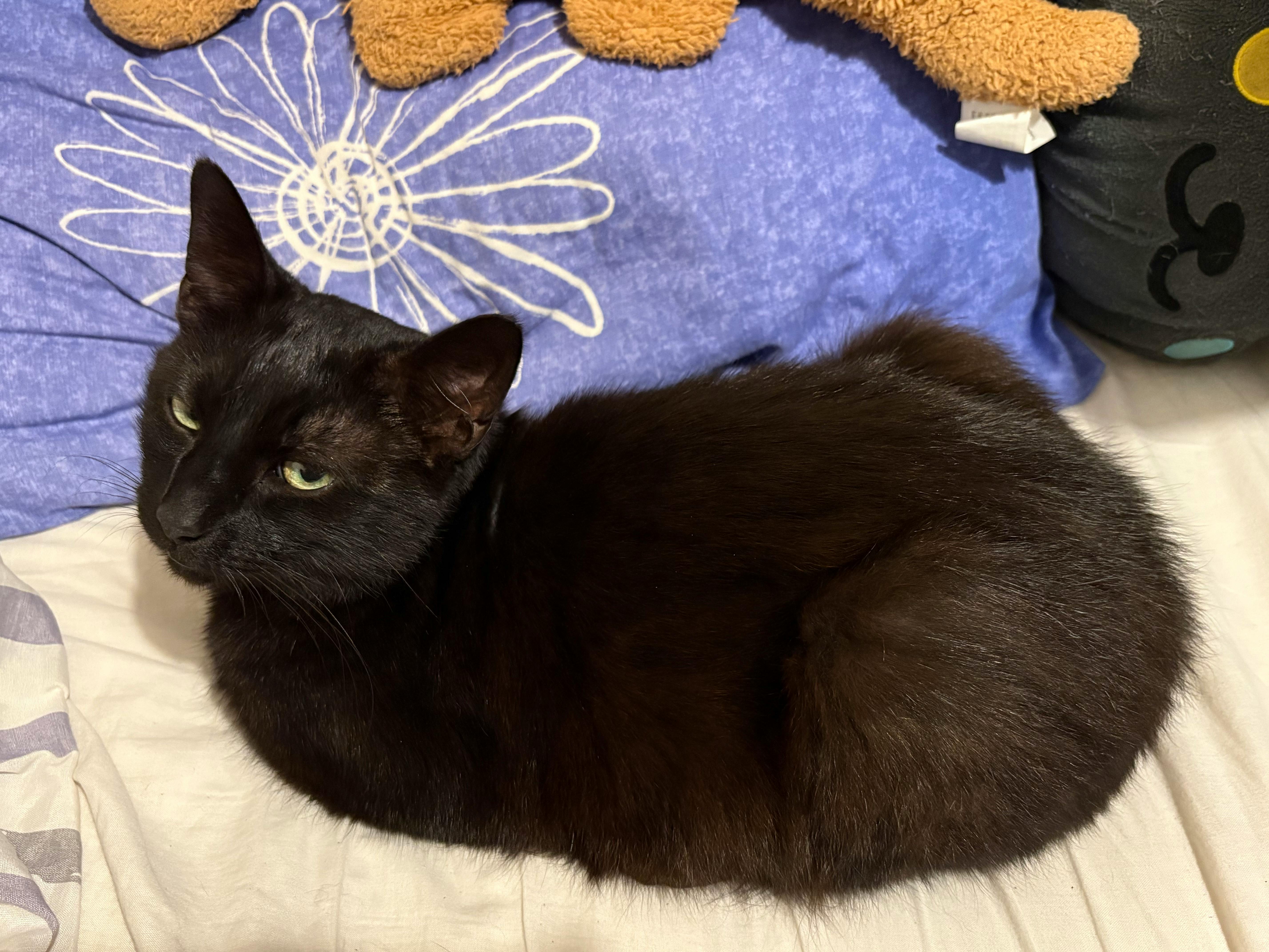 user avatar image for Abigail B