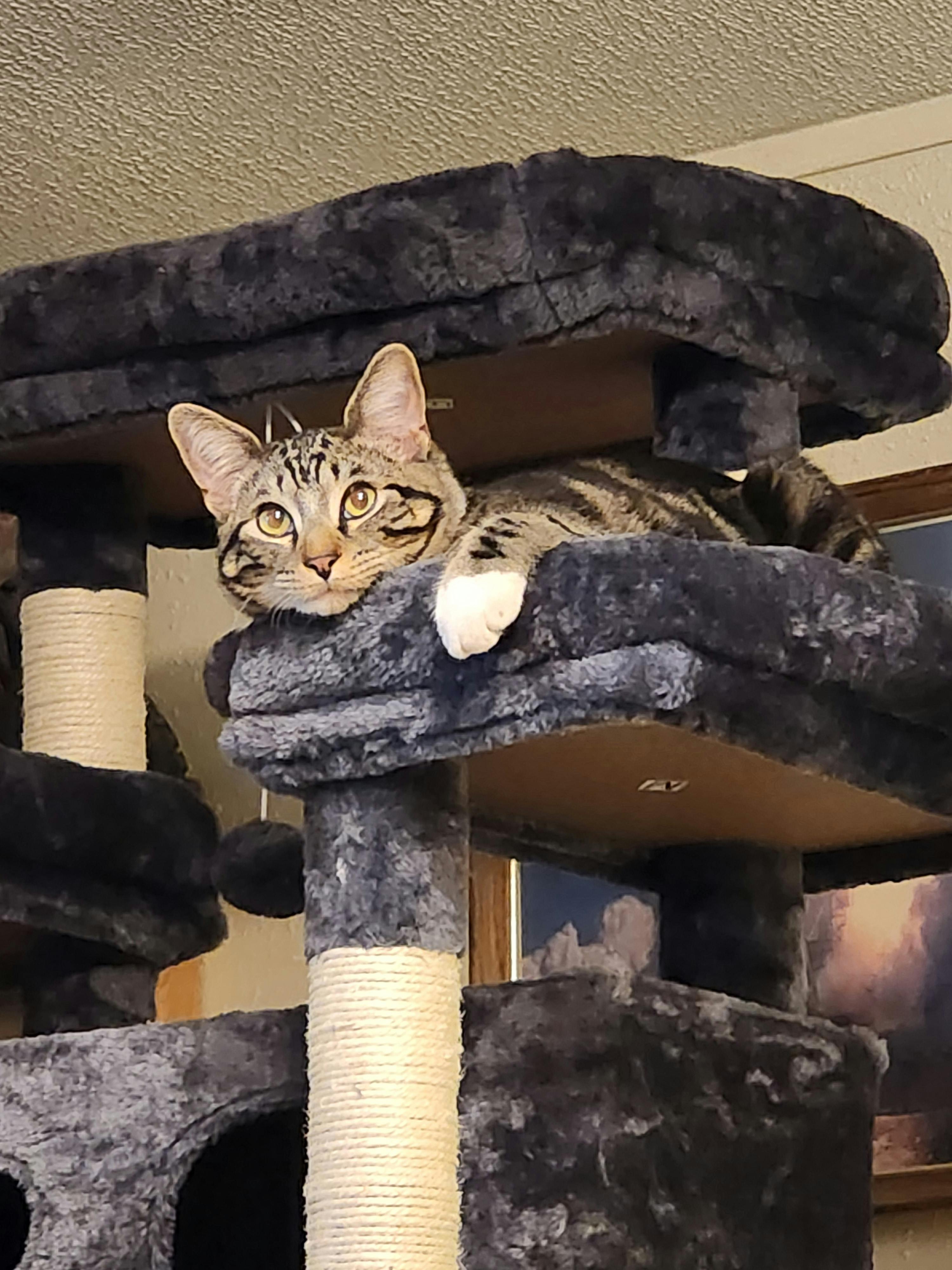 user avatar image for Carrie L Watts