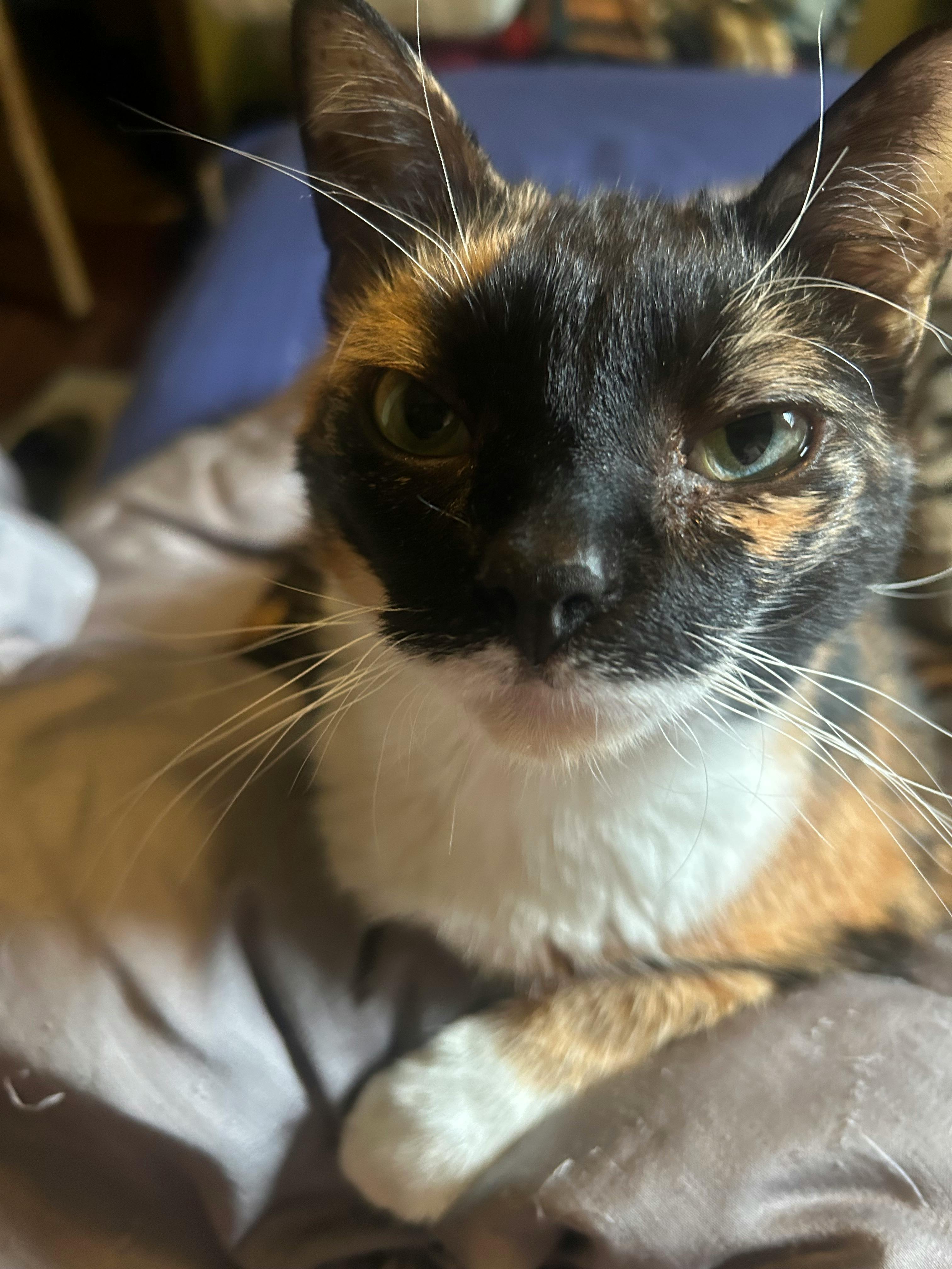 user avatar image for Amatalia