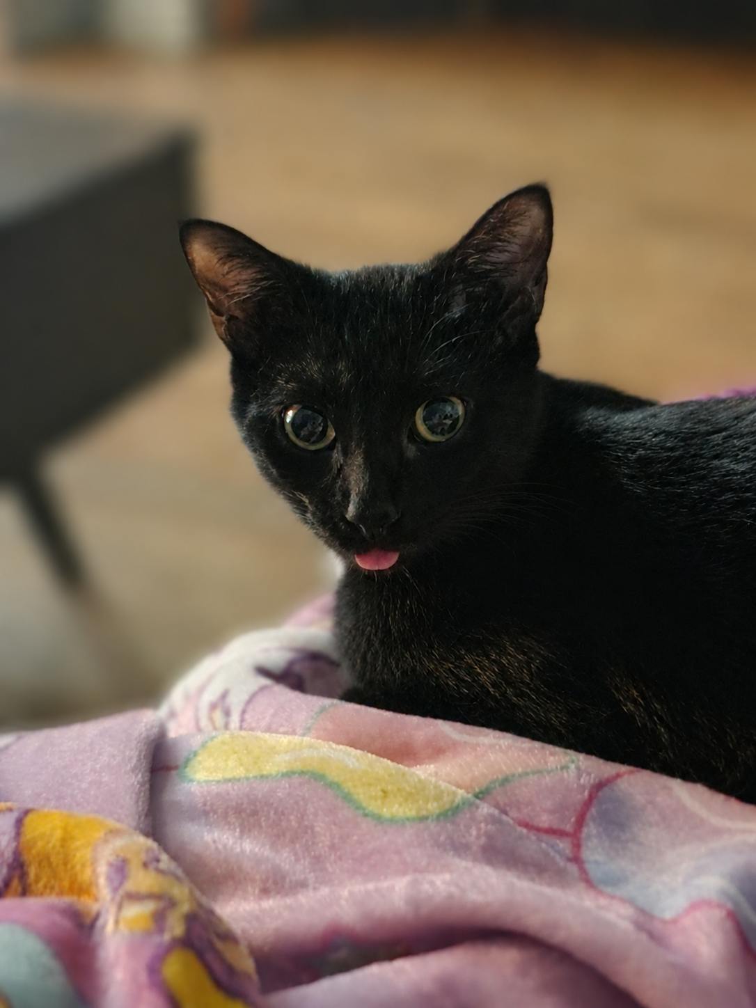user avatar image for Kittieshappy