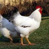 user avatar image for hutonahill