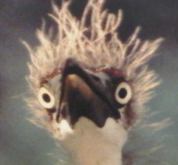 user avatar image for eieiowen