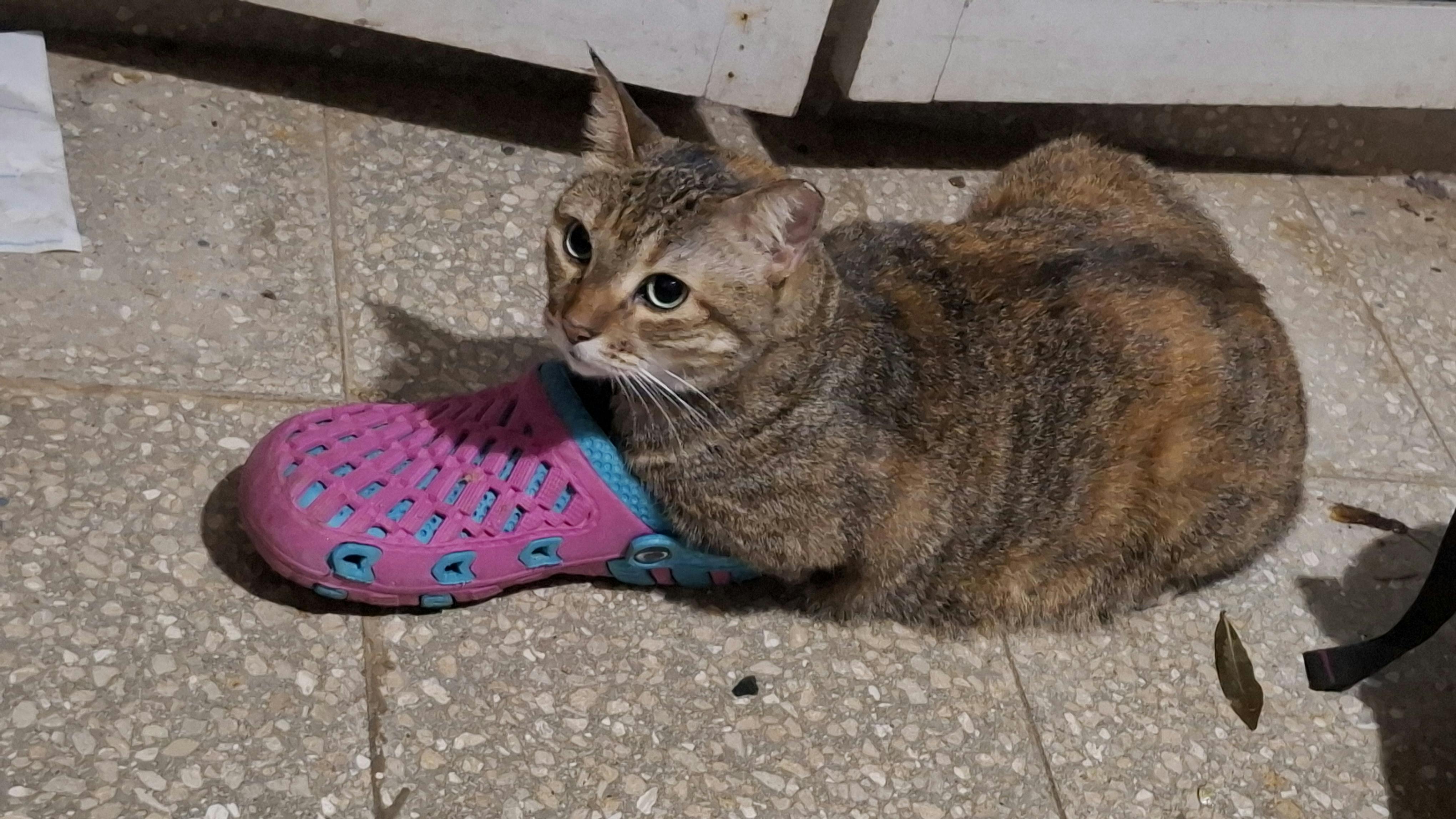 user avatar image for Casedi L. Troenelle