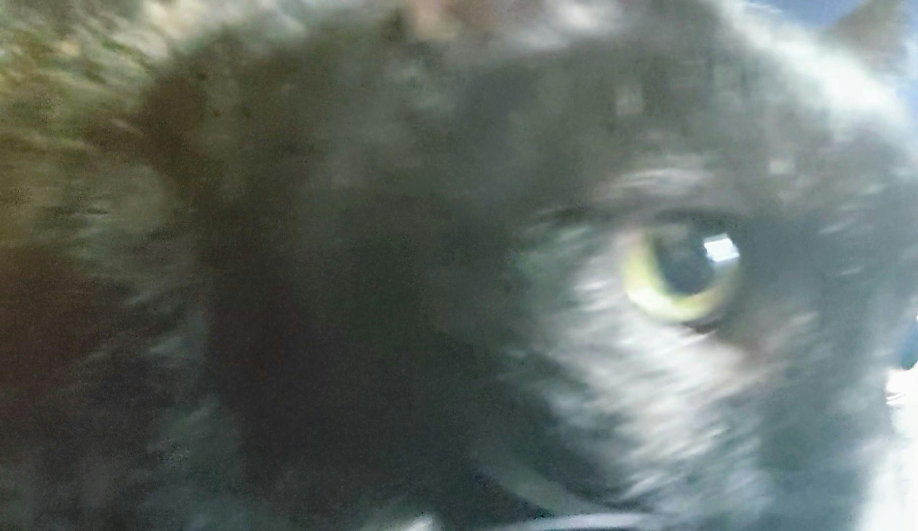 user avatar image for LilNincat