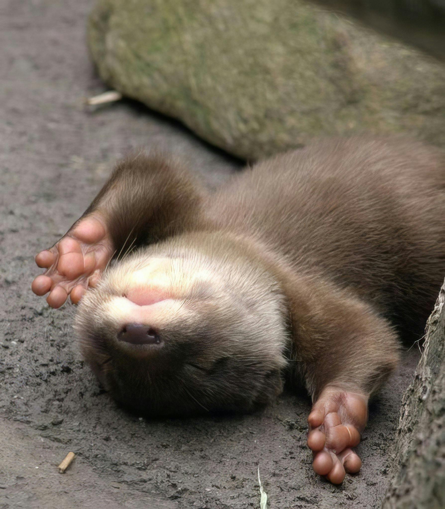 user avatar image for Otookee