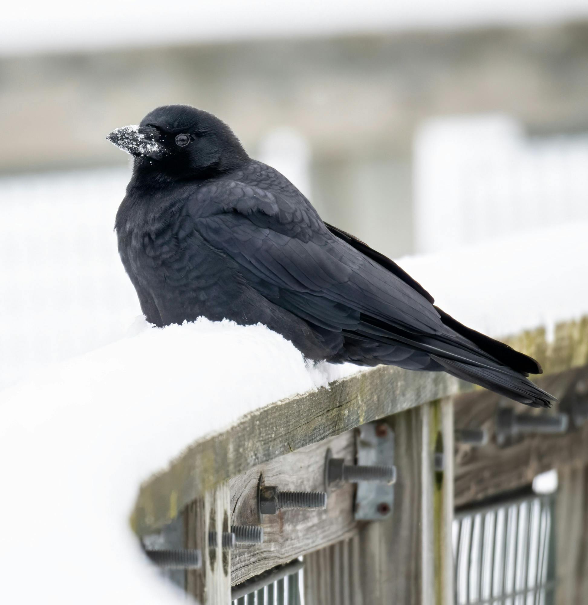 user avatar image for Sparrett Crow