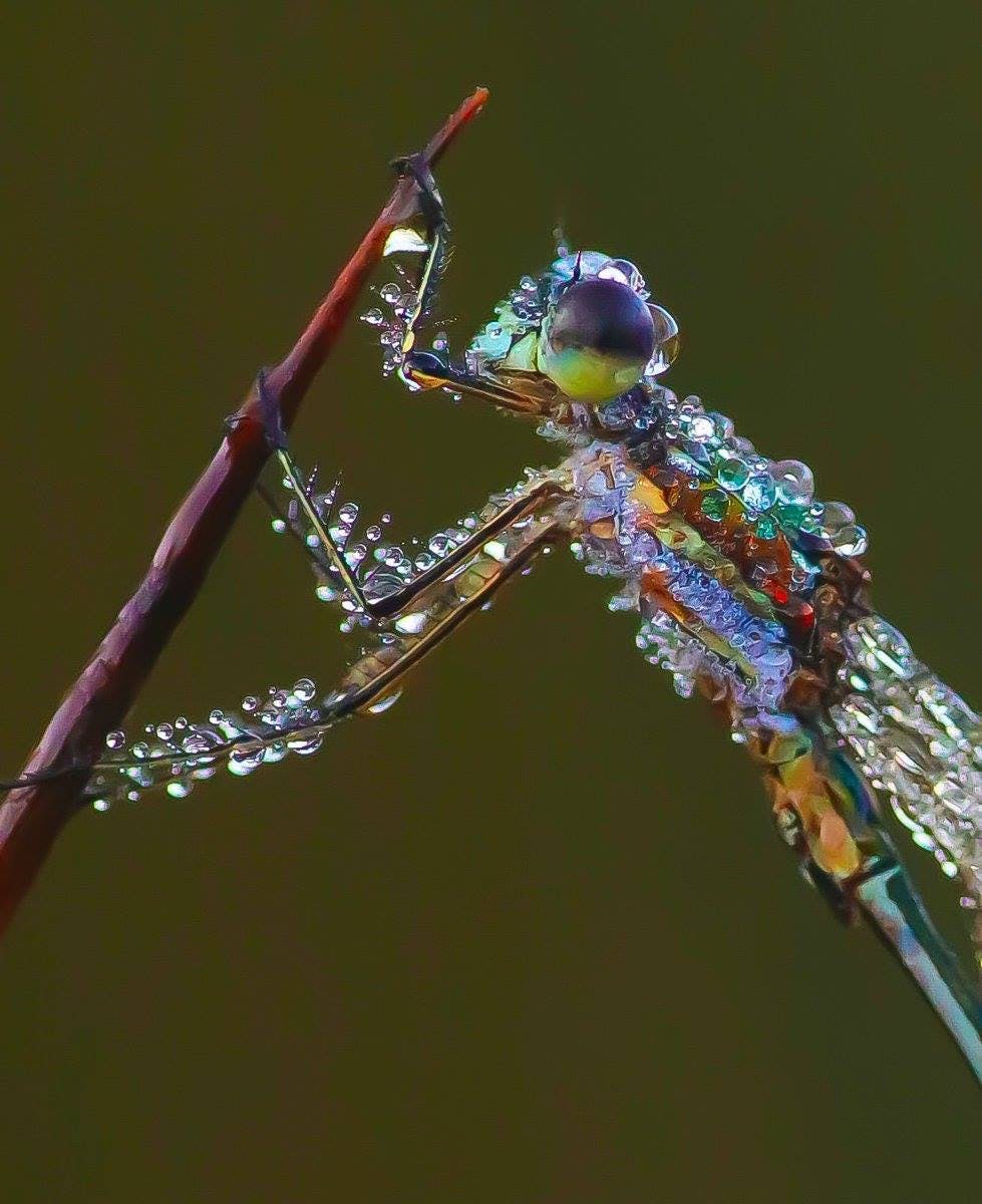 user avatar image for Dragonfly