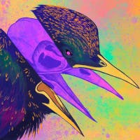 user avatar image for Birdskull