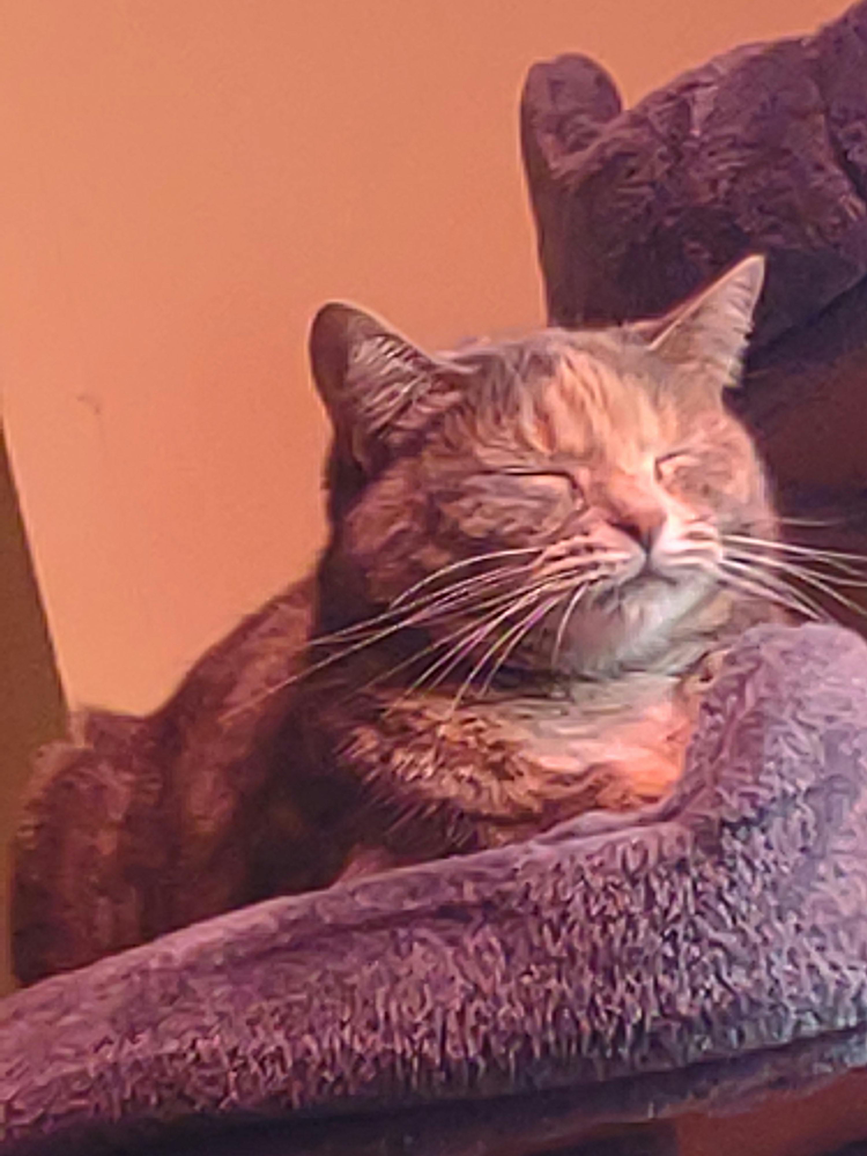 user avatar image for Meggo