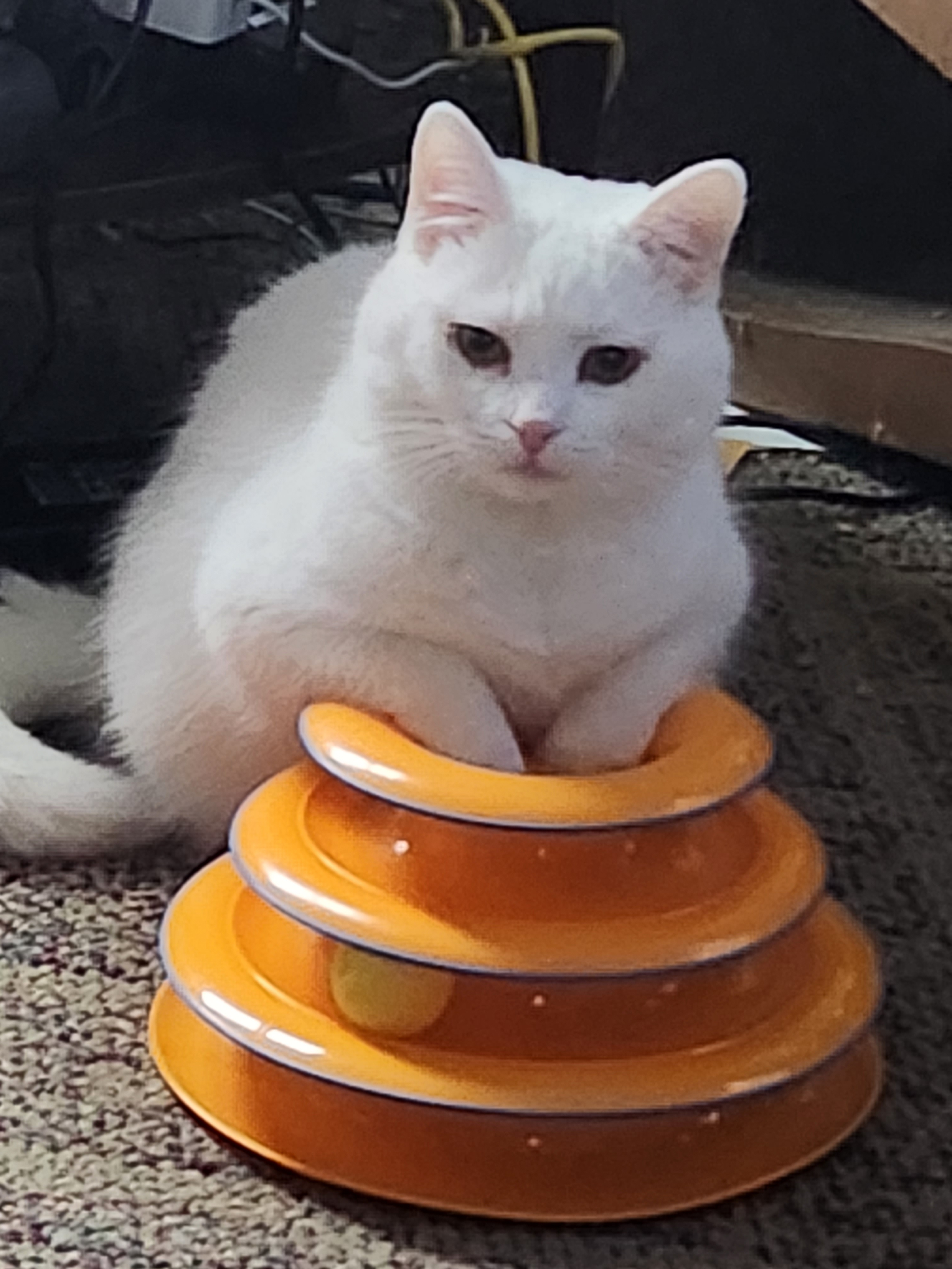 user avatar image for Hank