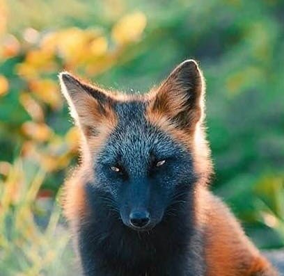 user avatar image for CerealComma