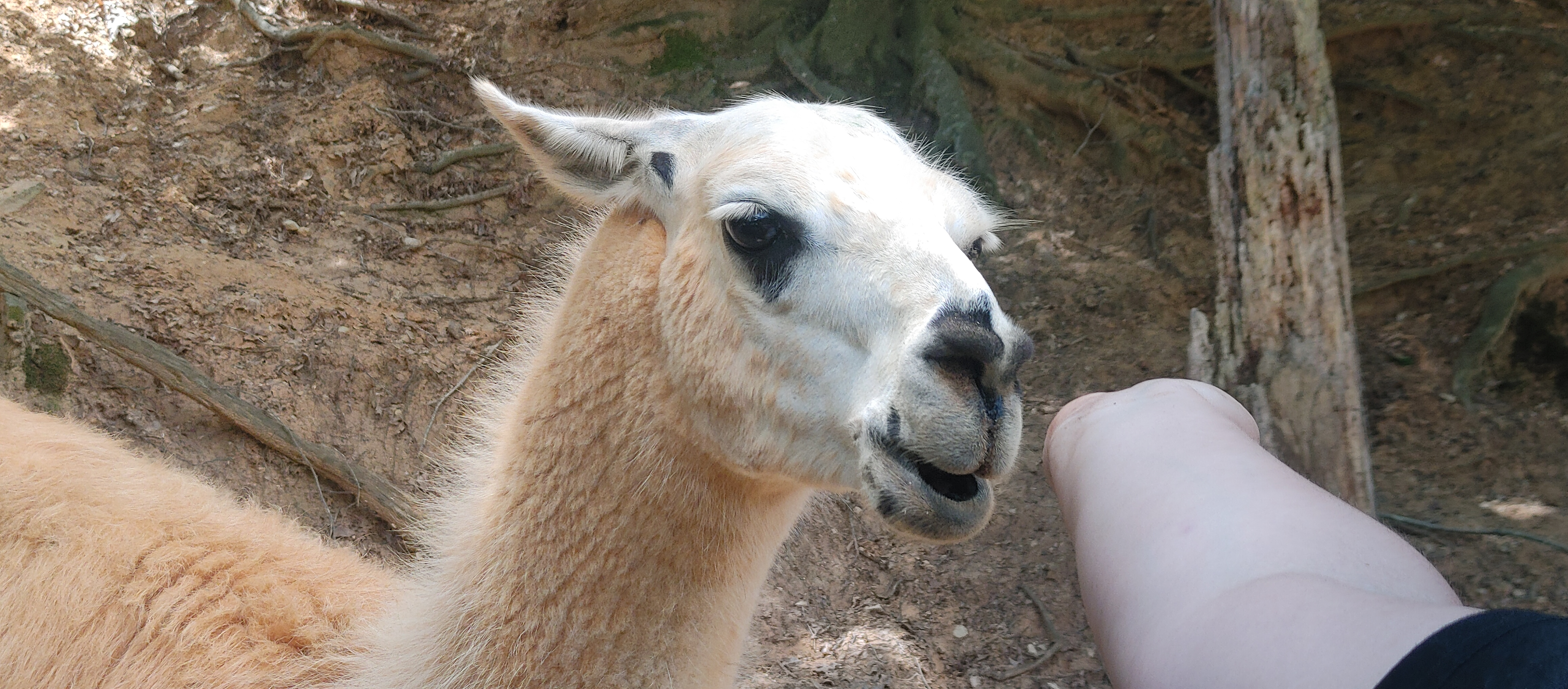 user avatar image for Josh V