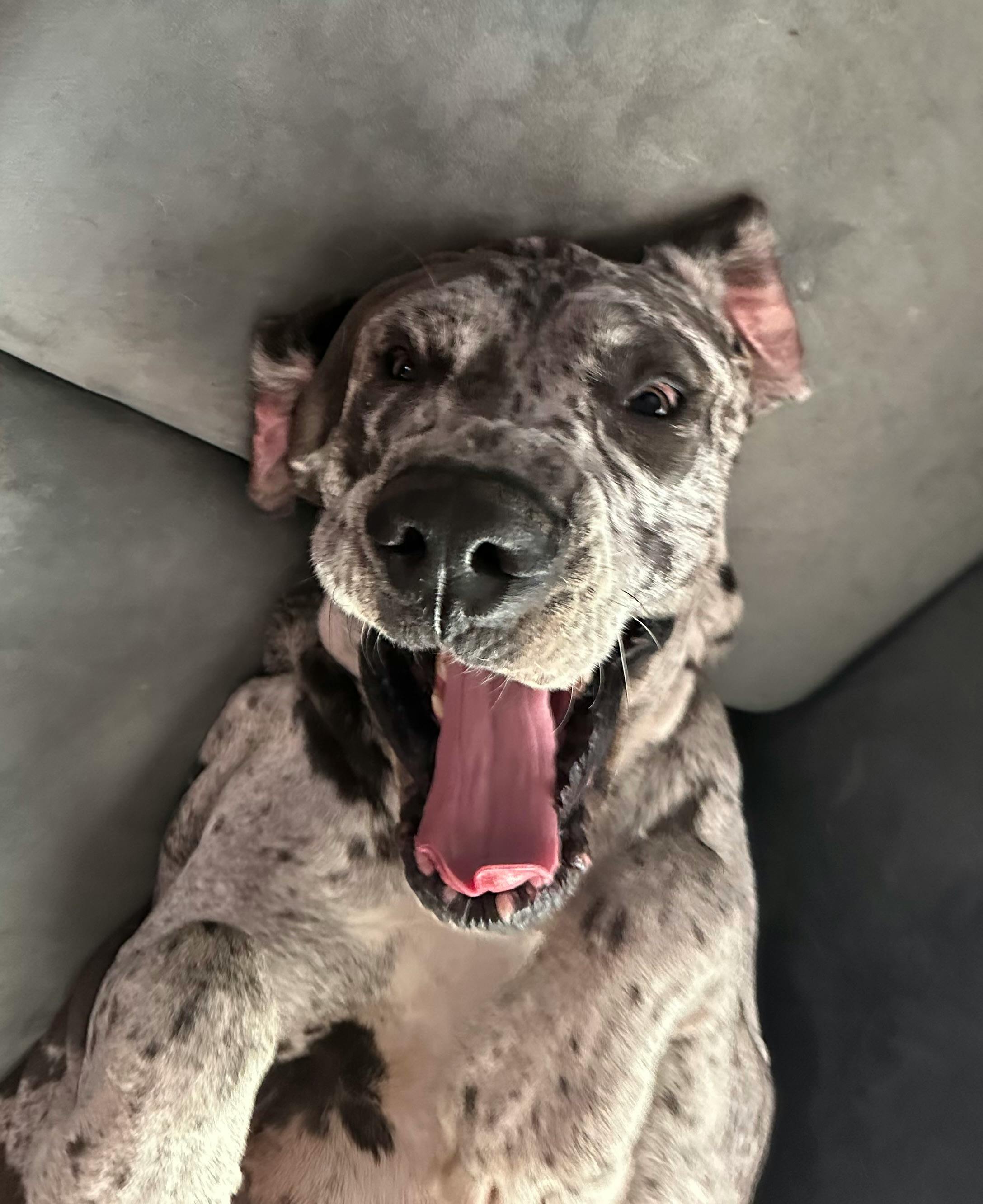 user avatar image for SintyrPsycho