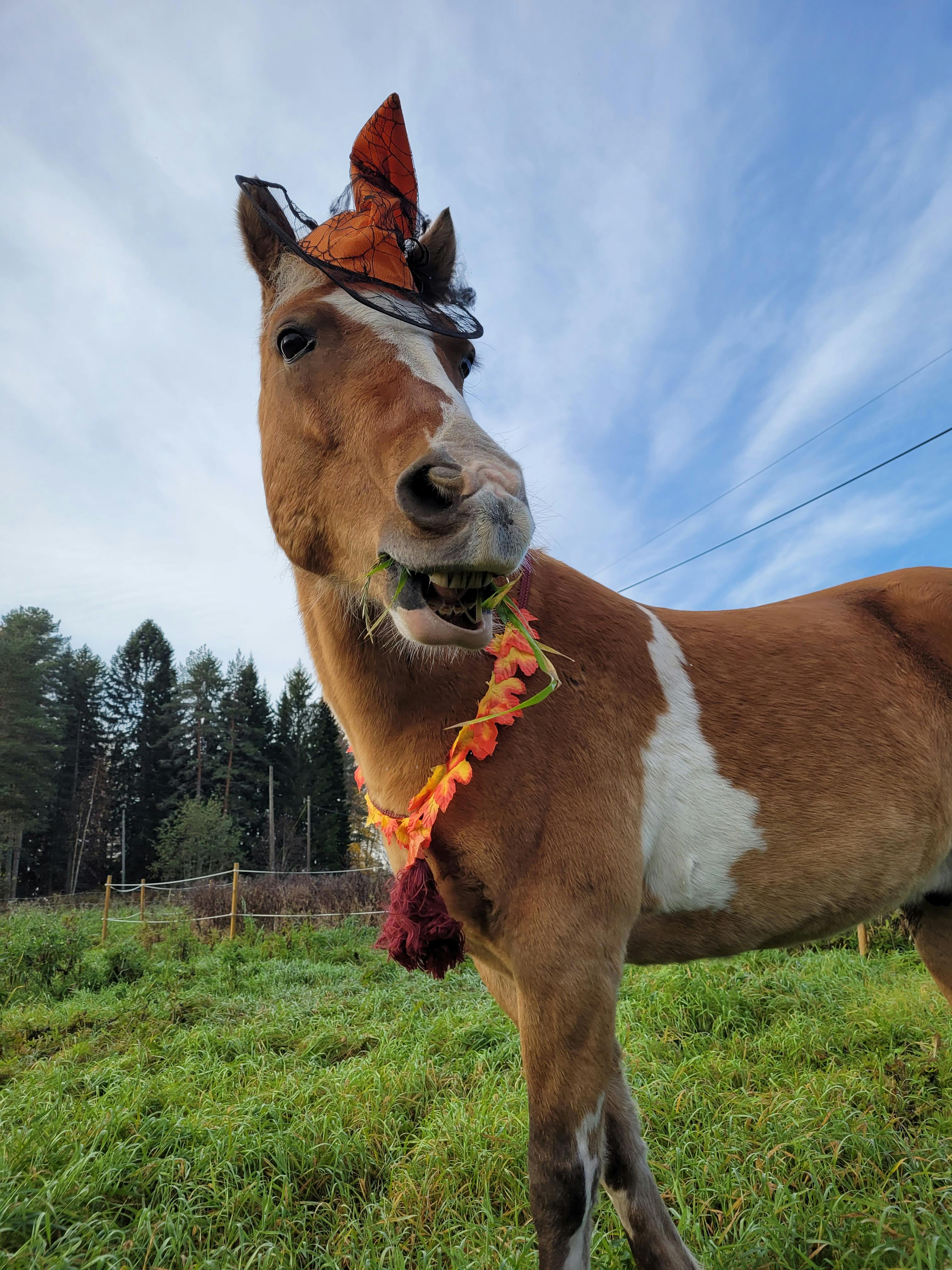 user avatar image for Siritys