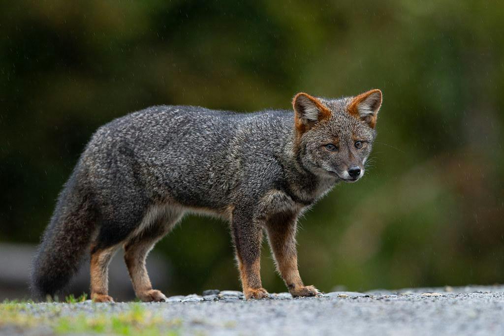 Darwin's Fox