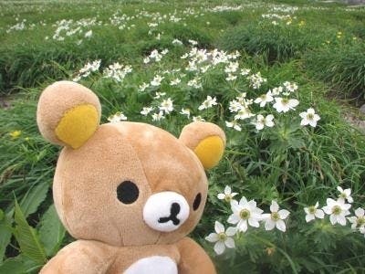 user avatar image for Momo