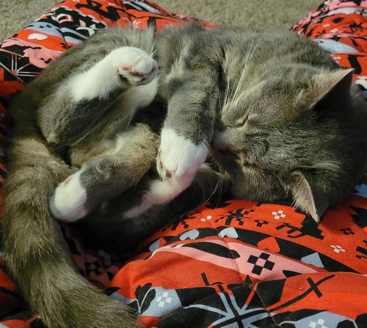 user avatar image for Liz