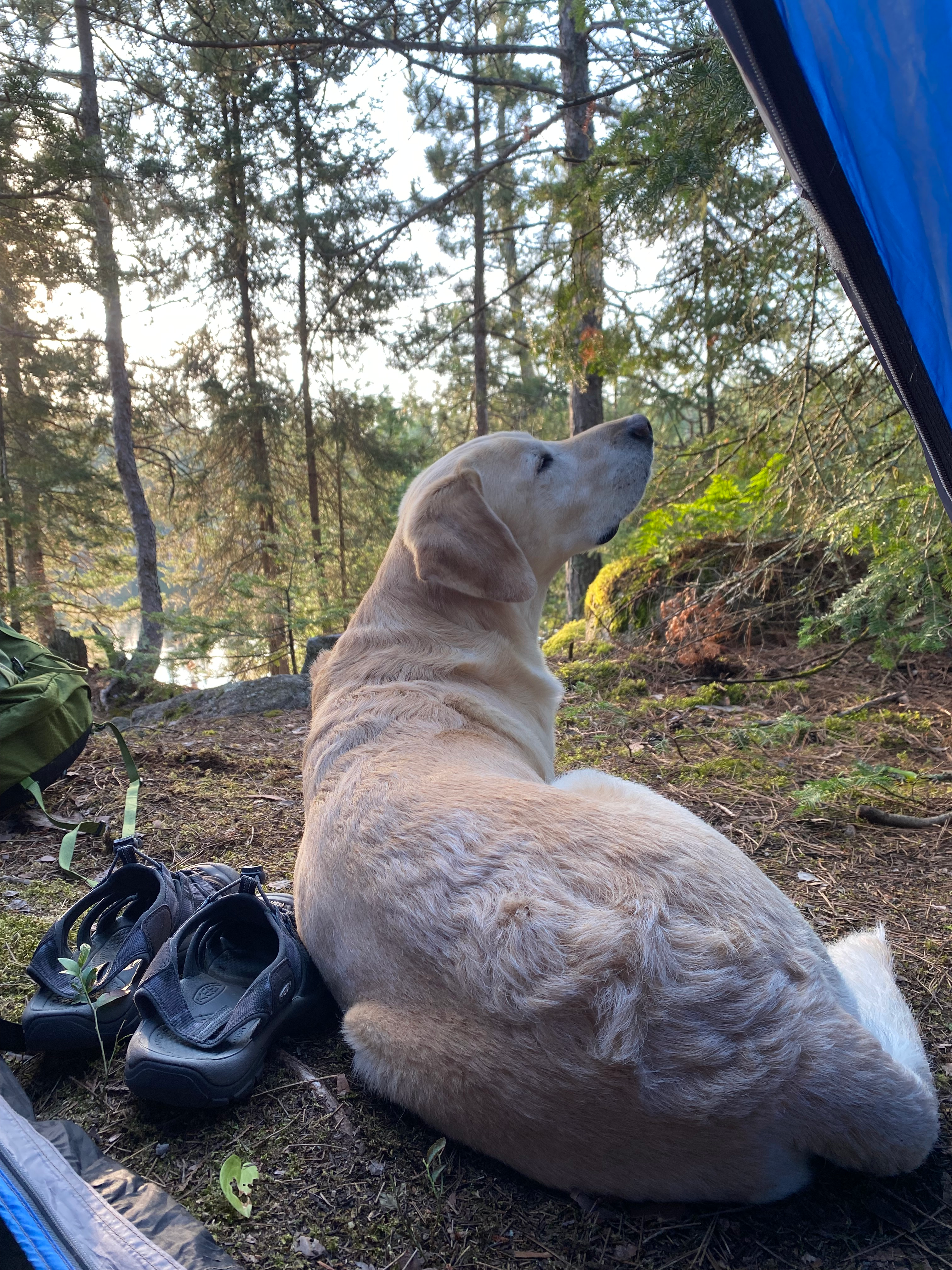 user avatar image for Araem