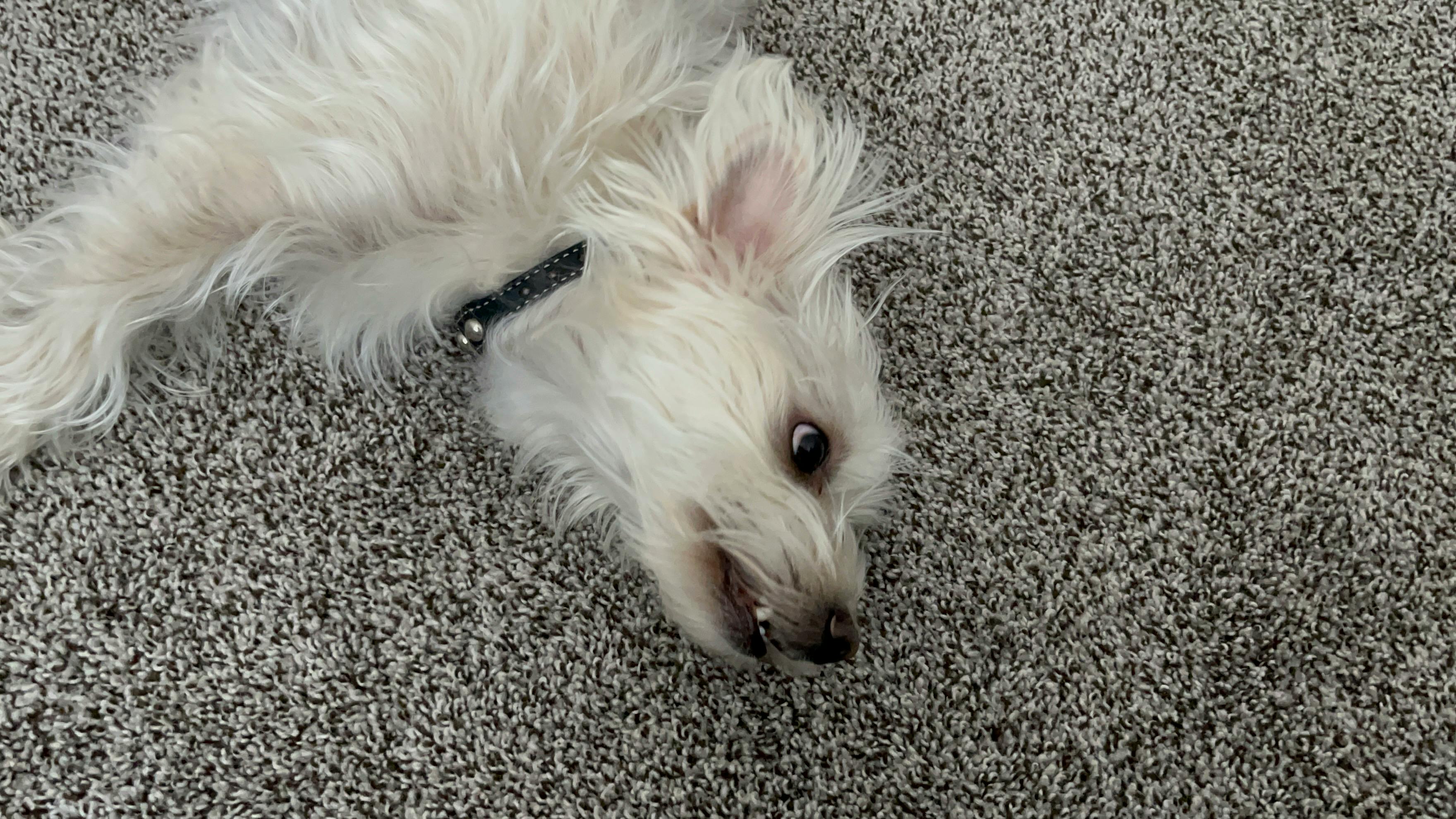 user avatar image for Cayden