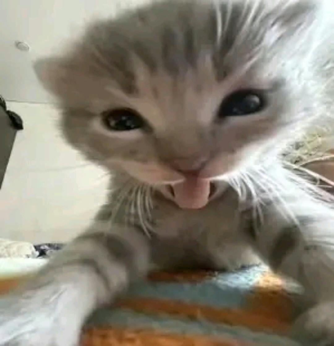 user avatar image for Gummy