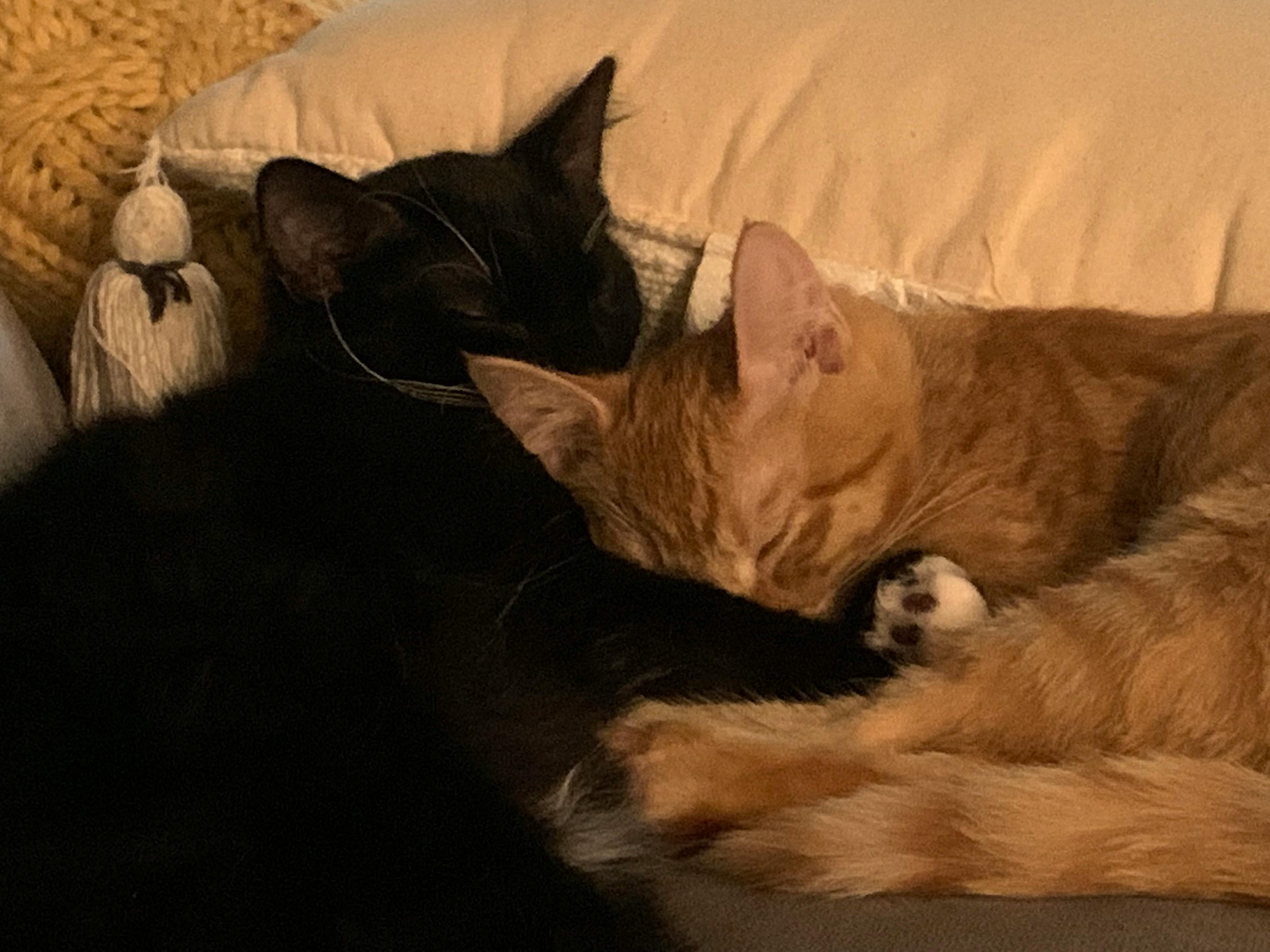 user avatar image for milo g