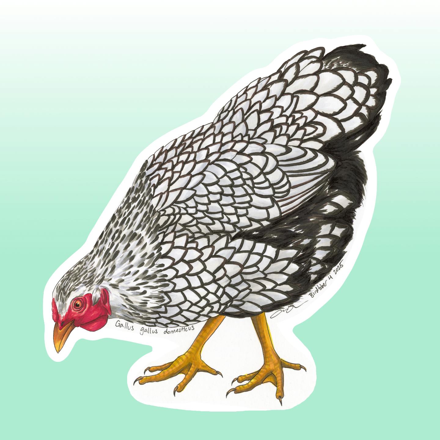 Wyandotte Chicken