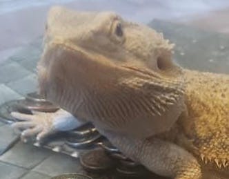 user avatar image for Raynewynd