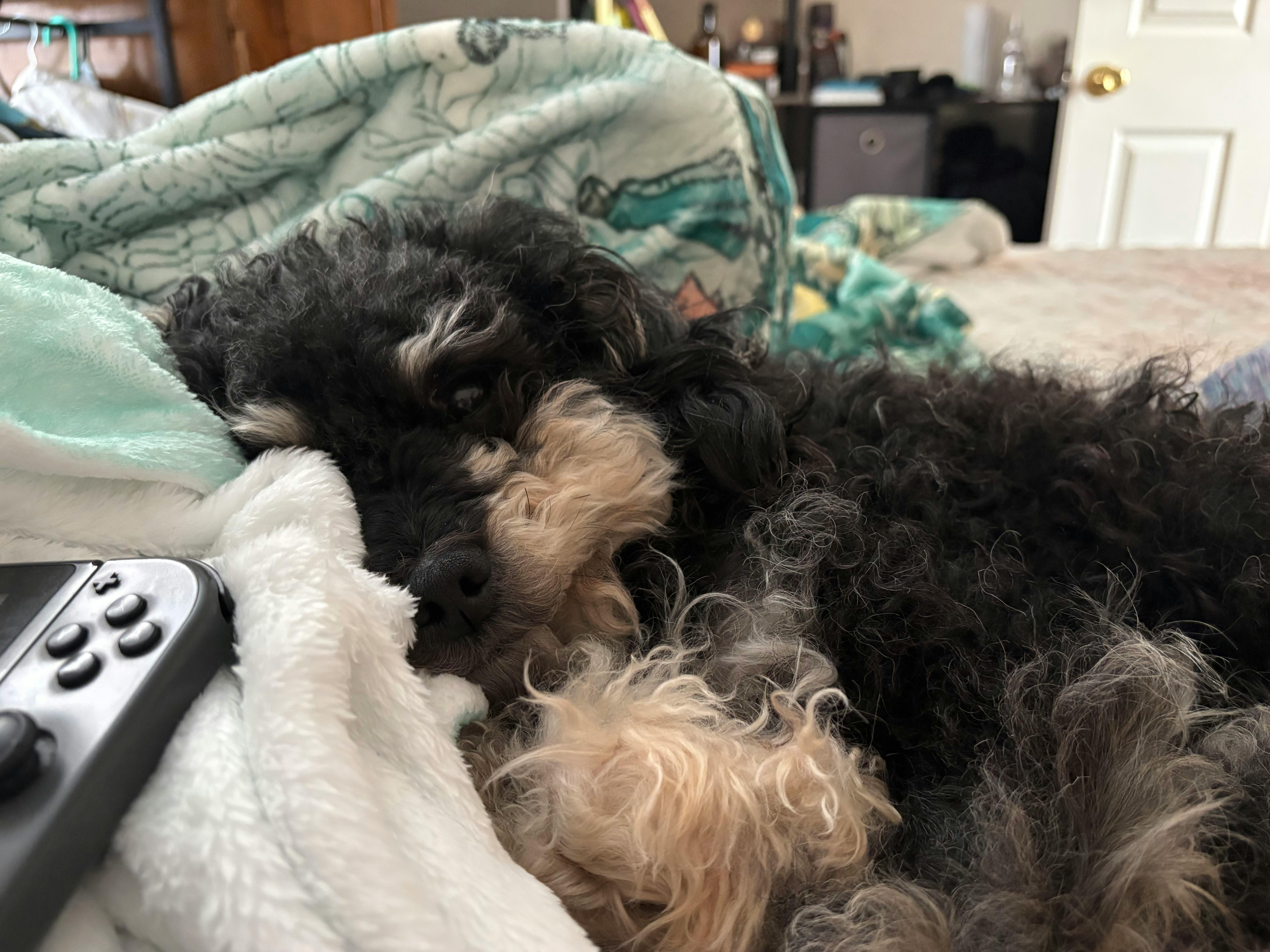 user avatar image for Haile